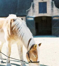 Lininger Rood Photo
